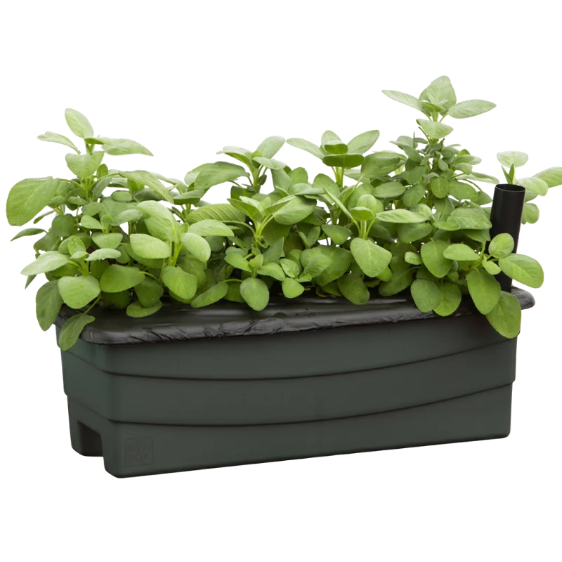 Lush green sage plants growing in a dark gray EarthBox planter with a watering tube