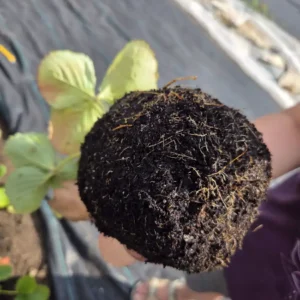 HealthyRoots