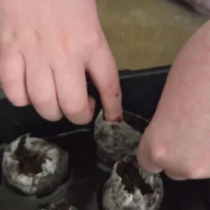 Planting in pucks